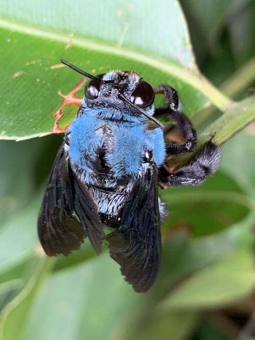 shatterpath: onenicebugperday:Cerulean carpenter bee, Xylocopa caerulea, Xylocopinae, ApidaeFound in