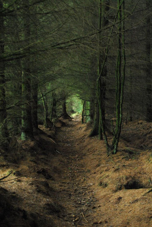 sitoutside:   tree tunnel   by  BriElla Ghost ♥ SLFashionSyndicate  
