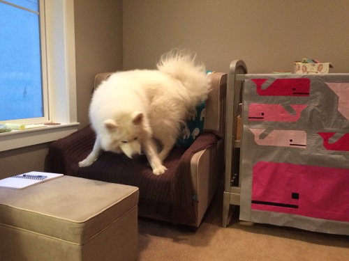 skookumthesamoyed:I’ve made a huge mistake (He didn’t know it was a rocking chair when he jumped up 