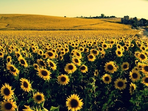 schoelzelh:Provence, France