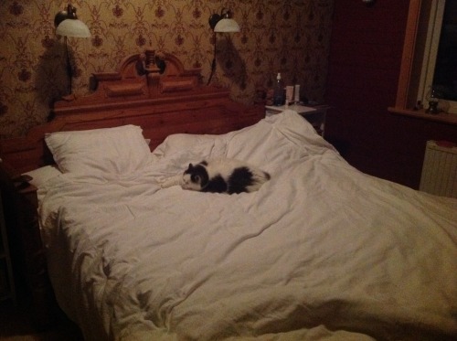 Lovis in his queen sized bed