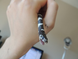 happy snake :)