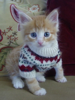 catswholooklikeedsheeran:  Ed in a Christmas