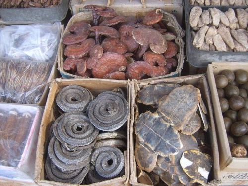 Dried snakes and turtle plastrons seen at a market for traditional medicine in Xi’an, 2011 Sometimes