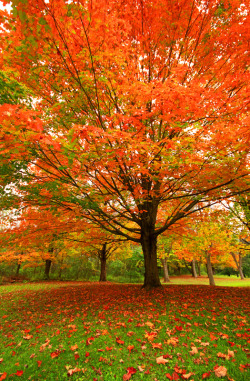 Eight-Crowns:fall Tree (By Matt Champlin)