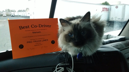 mahado-the-trucker-cat:My company just awarded my cat, Mahado, a ‘Best Co-Driver’ award 