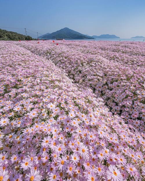  Flower Park Urashimaalojapan.com