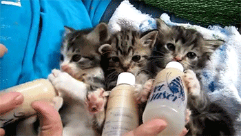 sizvideos:Baby Kittens All Settled for the Long Awaited Bottles - Video