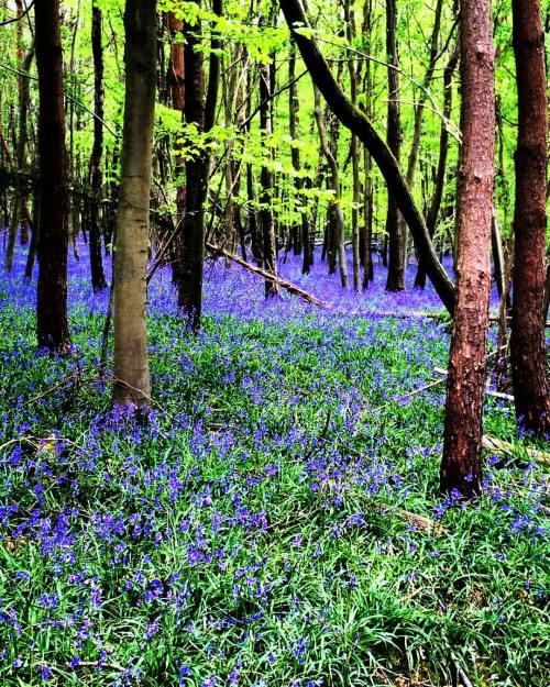 A sea of blue bells #englishcountry #englishcountryside #england #countryside #flowers #bluebells(at