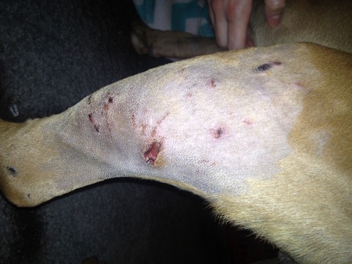 fundapetmiracle:  If anyone is able to re-blog this so we can get Bronx some help, it would be greatly appreciated. Bronx is two year old pit bull who was on the euthanasia list at San Pedro Shelter.  Second Chance Rescue drove from Vegas to save his