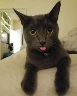 daily-blep:Blep