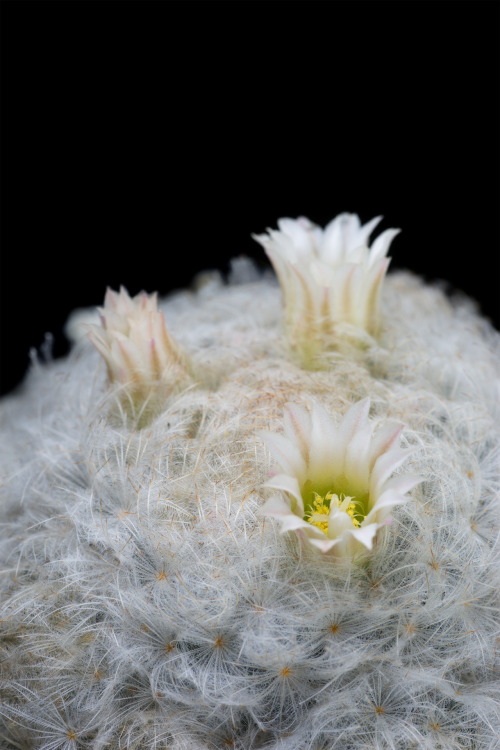 conspectusargosy:Mammillaria plumosa, the feather cactus.While the flowers exhibit only the most min