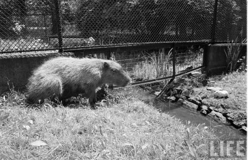 I’d only play golf if there was a capybara hazard somewhere on the course(Lisa Larsen. 1953)