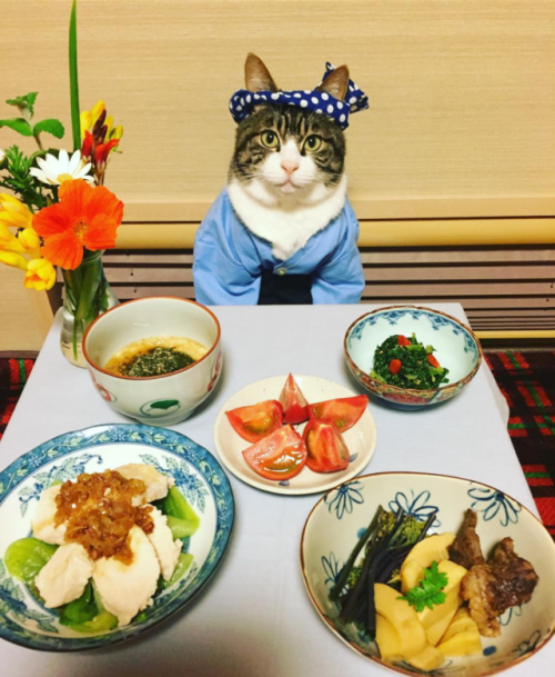 archiemcphee:Caturday + Cosplay = meal time with Maro!Maro is a Japanese kitty who specializes in co