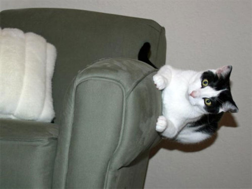 aregrettablehullabaloo: tikixreblogs: cat-lover-1001: bending laws of physics is easy for us  I