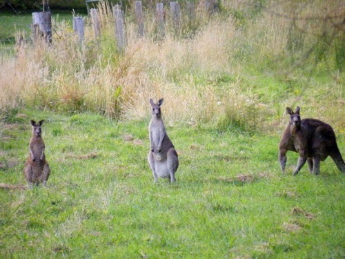heroinsight: a local family of Eastern Grey Kangaroos (pic shot by me) at Billy’s Creek Jeeralang, V
