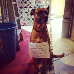 dogshaming:  What a delicious Wedding! 