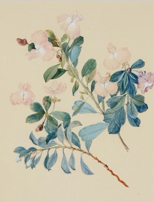 pintoras: Charlotte Anne Lefroy (Scottish / Australian, 1824 - 1903): Hovea Montana, Mountain Purple