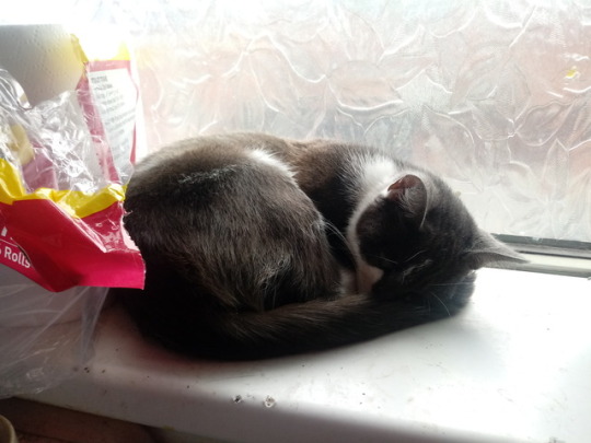 subtle-wolf: subtle-wolf:       This is floss, she’s my cat. And currently, she’s pregnant, has given birth to one still born, and has more in her.  She needs surgery. Surgery we can’t afford. About £600 for a c section.  Please, guys, we have
