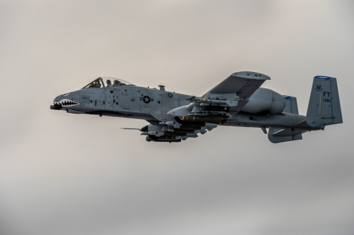 soldierporn:  Quintessential overkill: loaded for bear, hunting rabbit.An U.S. Air Force A-10 Thunderbolt II flies over Southwest Asia in support of Operation Inherent Resolve. OIR is the coalition intervention against Daesh. (U.S. Air Force photo by