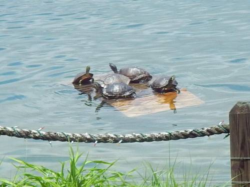 babyanimalgifs:My grandfather built a floating dock for turtles in the lake by their house, and the 