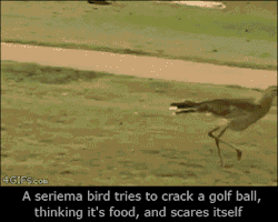 4gifs:  Big bird bounces golf balls on sidewalk.