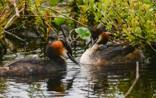 Great Crested Grebe (Podiceps cristatus) &gt;&gt;by dag.spilde