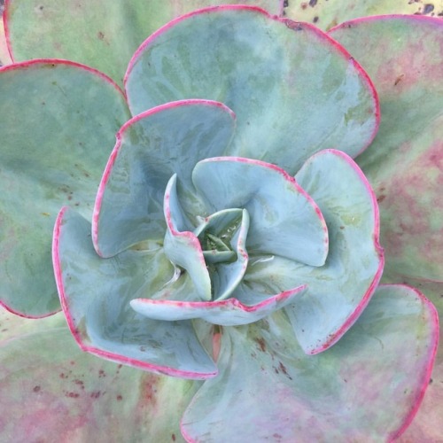 Esta suculenta agavacea guapa, conocida como “radial”, se pone rosa cuando le da frío.  www.