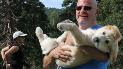 mothernaturenetwork: How many golden retrievers does it take to make you say ‘Awww’?222 