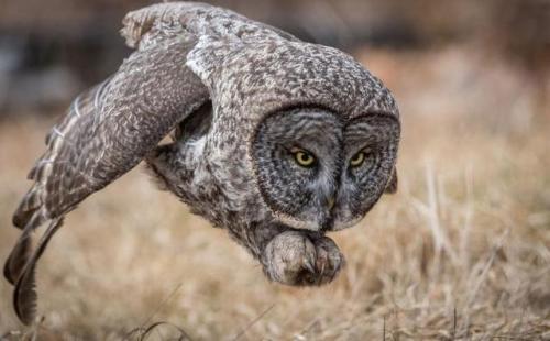 funkysafari:Great gray owl. Newport, New Hampshire, United States By  HARRY COLLINS