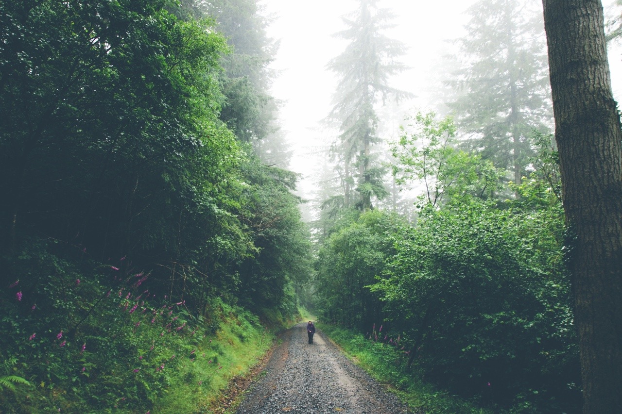 Wet Forest