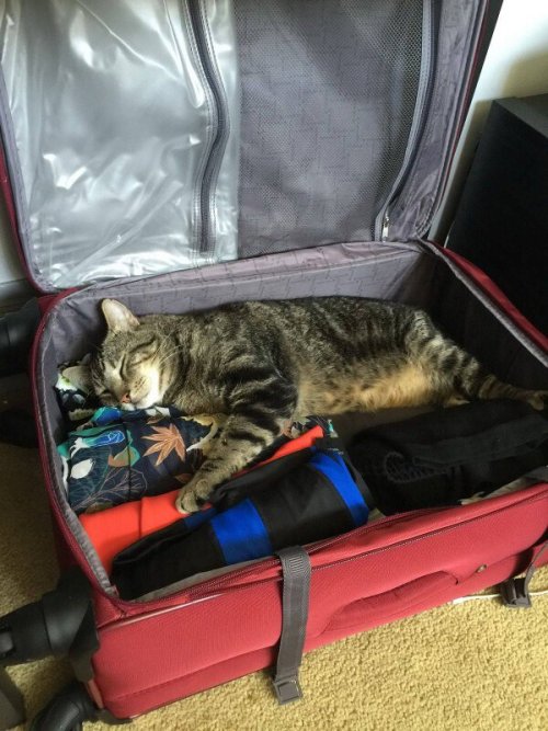 naglly:  かわいい荷物(via picdump 1415 (29) - Daily Picks and Flicks) 