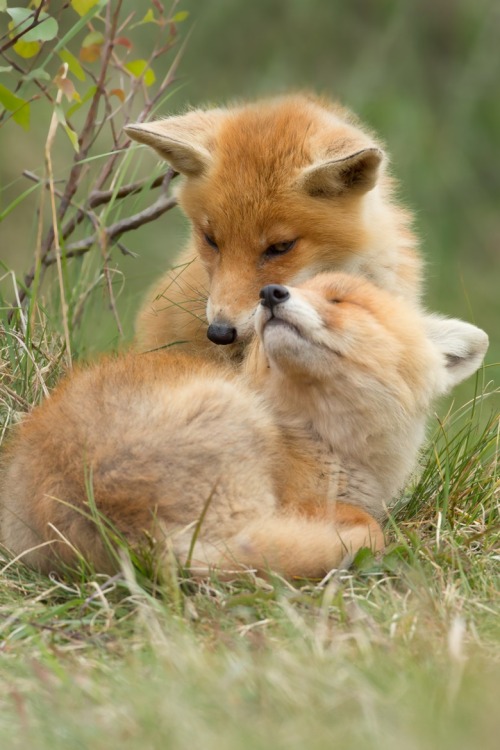 hermosa-hippie: cuteness-daily: tect0nic: Puppy love by Menno Schaefer via 500px. Those are fox kits