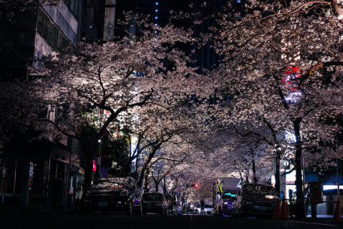 kvnai:  八重洲さくら通りの夜桜 by  masakazu sasaki