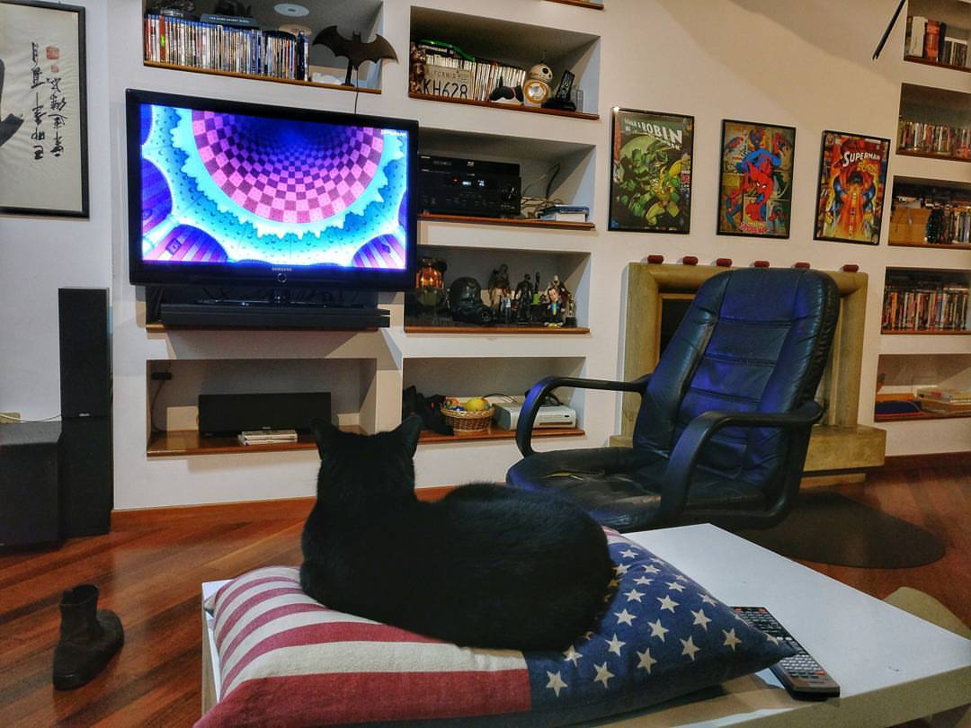 Watching One Piece with Pancake! #onepiece #anime #japanese #cat #instacat