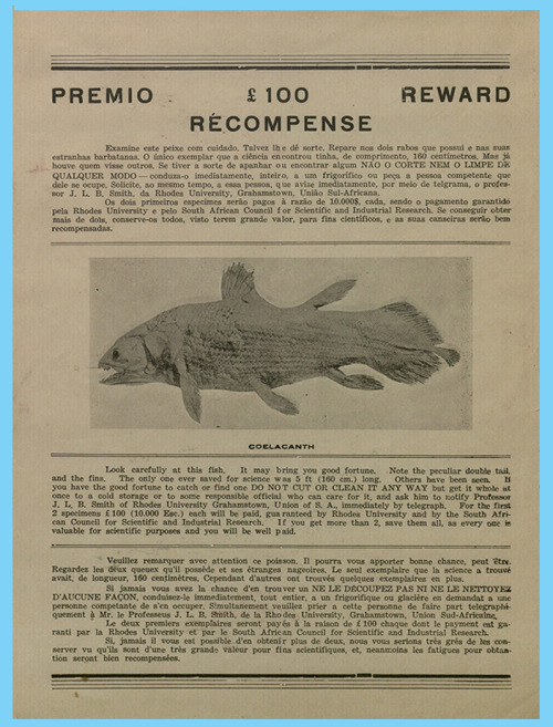 amnhnyc: In 1938, coelacanths, long thought extinct, splashed into the modern era. A specimen pulled