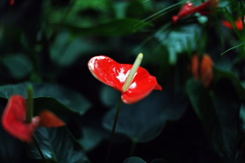 Shiny red Flamingo Lily. 