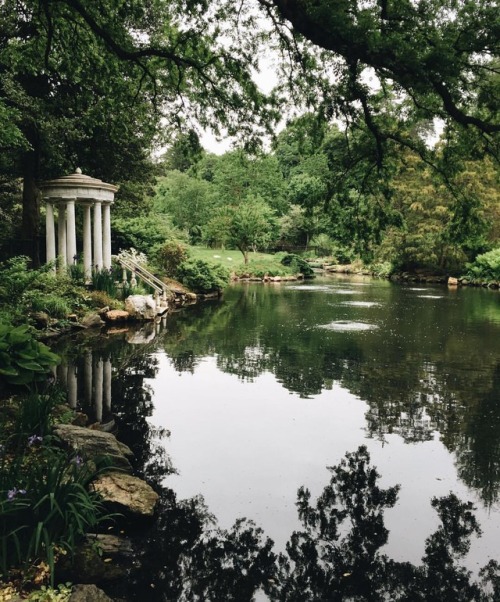 theewhitewitch:Swan Lake {swans are perched afar on the grass}