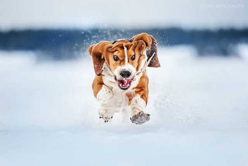 Basset hound Brut by Ksenia Raykova