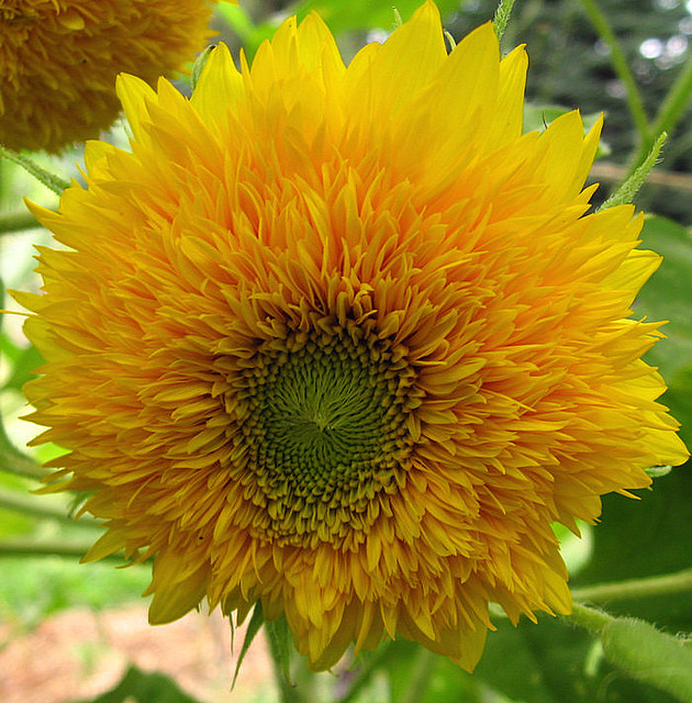teaintheafternoon:  smart-gardener:katiacambia:flowerfood:hyper helianthus on Flickr.