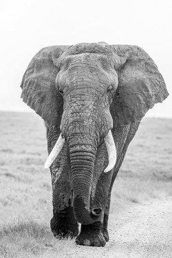 schavage33:  jouet69:  zoo-packys:  Here’s a black &amp; white picture from somewhere in Kenya, showing a mighty packy having a stroll down the path after soaking its feet &amp; trunk.Photo found here.  @schavage33   Thanks @jouet69 😎