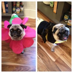 bobdoom:  lindsayageorge:  Happy Pugoween!