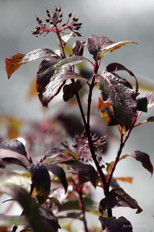 Rain on Ripening Dogwood: Gallatin National Forest, Montanariverwindphotography, August 2017