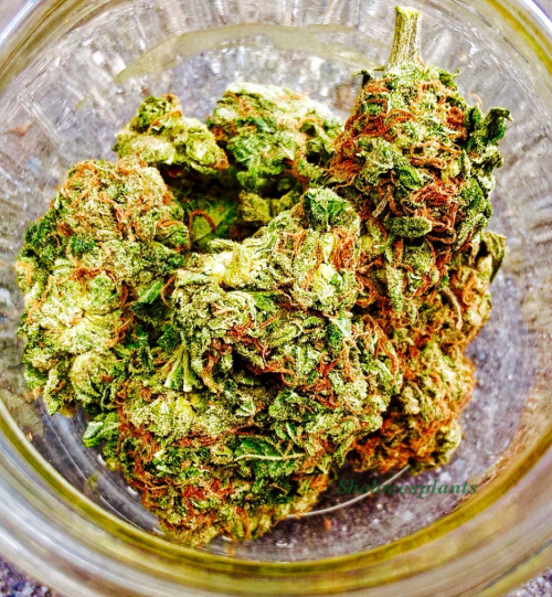 shelovesplants: Happy jar of weed 🙏🏻🌼💚💨🙏🏻🌼💚💨