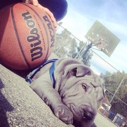 #NationalPuppyDay #marchmadness donate for