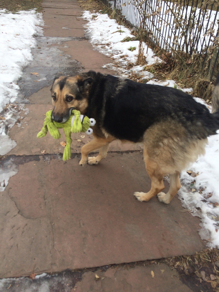awwww-cute:  Franny walks her frog. (Source: http://ift.tt/1Pzpmvn)