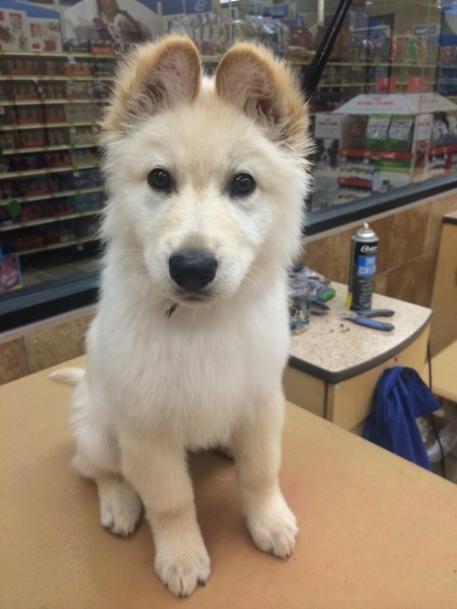 queenprotein:  sarakobus:  Had this cutie at work tonight. He just learned how to pick up his ears 😍   Oh my goodness