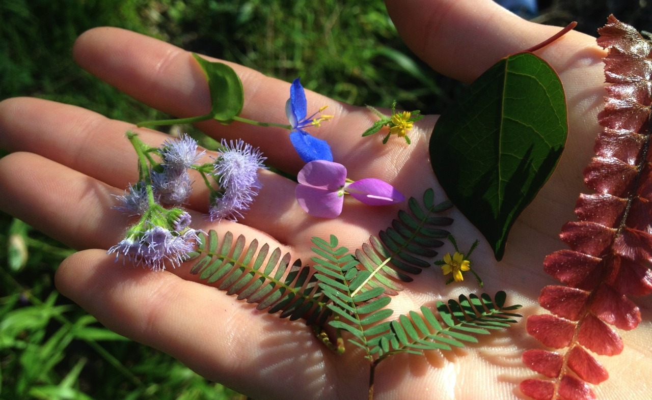 paleception:hvllucinvtion:  introspextion:  hvllucinvtion:   pale &amp; plants