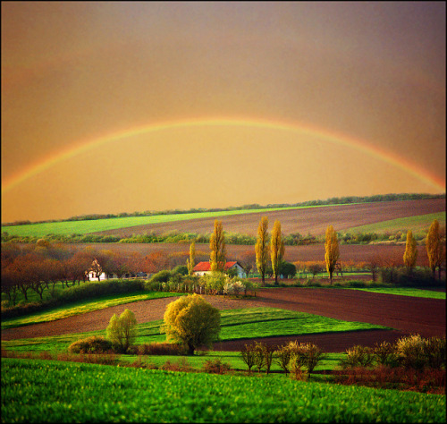 Pannonian poplar trees..:) by Katarina 2353 on Flickr.