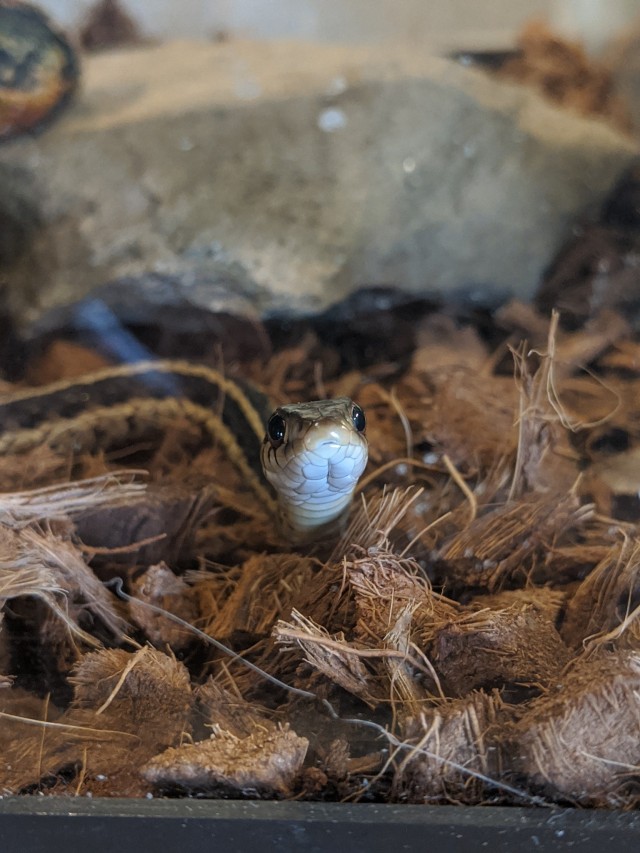 very cute garter snake looking at the camera